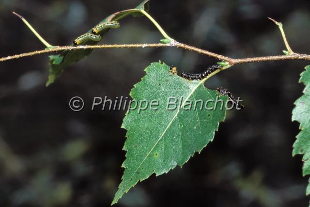 larves tenthrede.JPG - Larves (fausses chenilles) de tenthrèdes sur bouleauSawfly larvaeHymenoptera, TenthredinidaeFrance